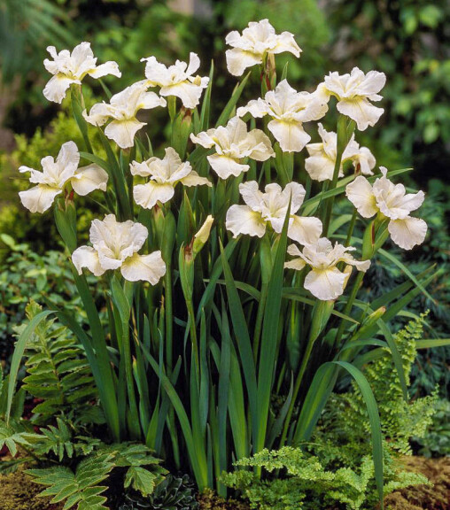 Ирис сибирский 'White Swirl', C3 - - 4