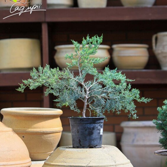 Можжевельник скальный 'Blue Heaven' - 1