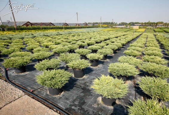 Можжевельник горизонтальный 'Andorra Variegata' - 1