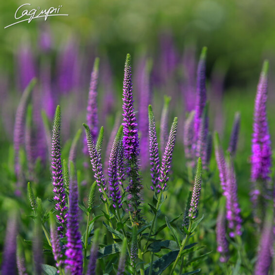 Вероніка довголиста 'Eveline' - 1