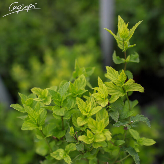 Мята перечная 'Carynthiasa' - 1 Мята перечная 'Carynthiasa' - 1