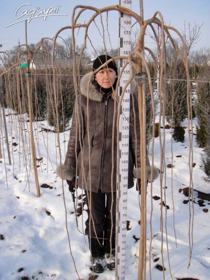 Шовковиця біла 'Pendula' - 3 Шовковиця біла 'Pendula' - 3