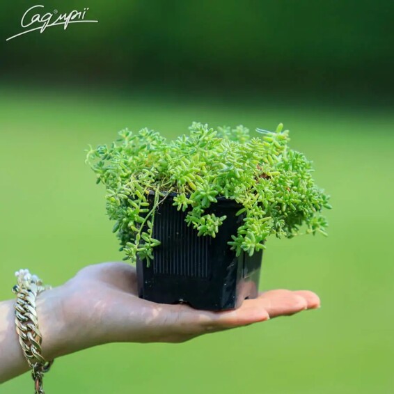 Очиток білий дрібноквітковий - 3