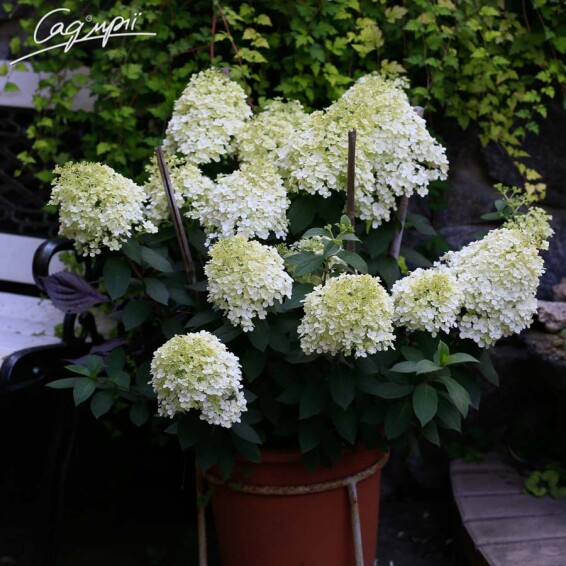 Гортензія волотиста 'Bobo' ® - 3 Гортензія волотиста 'Bobo' ® - 3