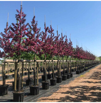 Яблуня торинго 'Scarlett'