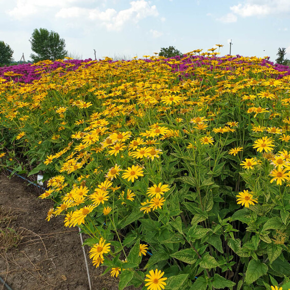 Геліопсис соняшниковидний ‘Loran Sunshine' #1, C2 - - 2