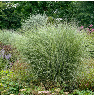 Міскантус китайський 'Morning Light'