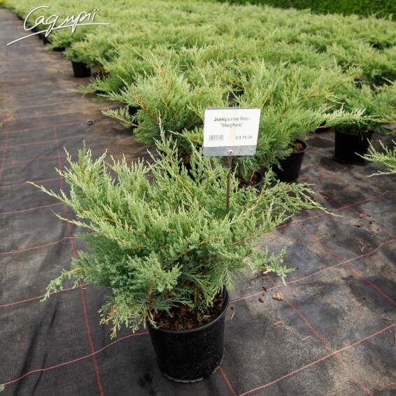 Можжевельник горизонтальный 'Hughes' #2, С14 D 100+ - 1