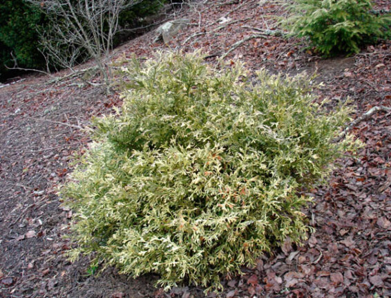 Туйовик долотовидний 'Variegata' - 1