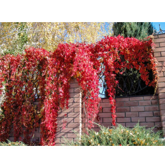 Виноград дівочий п'ятилисточковий