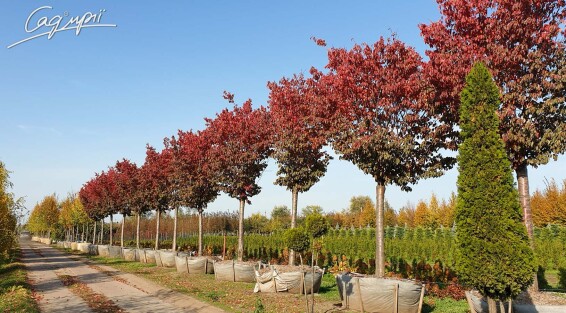 Слива Саржента 'Rancho' #3, WRB 30--35 450-500 St. 200-225 - 7