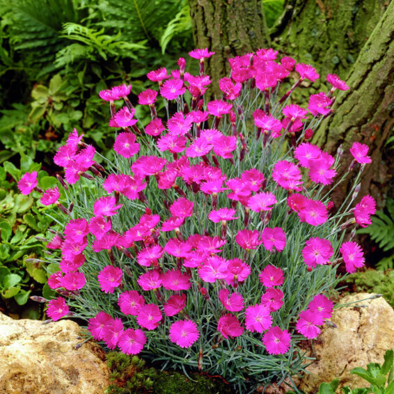 Гвоздика сірувато-блакитна 'Blauigel' - 1