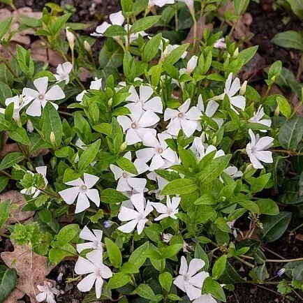 Барвинок большой 'Alba' - 8 Барвинок большой 'Alba' - 8