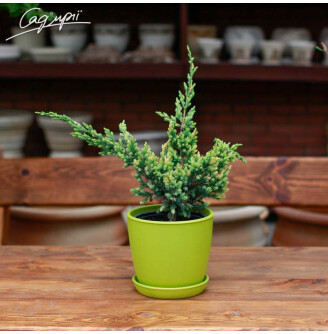 Можжевельник чешуйчатый 'Golden Flame'