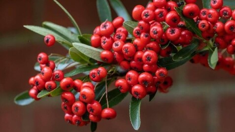 Піраканта - вічнозелена красуня для вашого саду