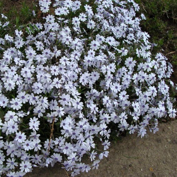 Флокс шилоподібний 'Bavaria' - 3