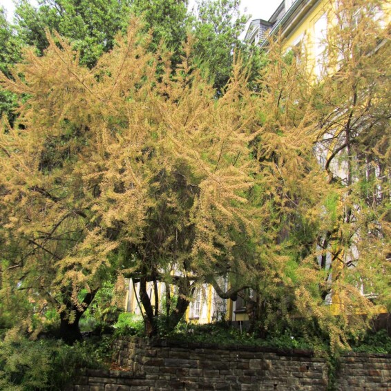 Тамарикс дрібноцвітковий #1, с3 - - 3