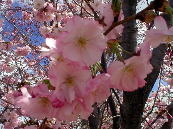 Слива Саржента - 1