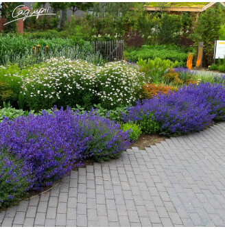 Котовник Фассена 'Walker's Low'