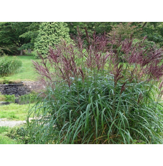 Мискантус китайский 'Malepartus'