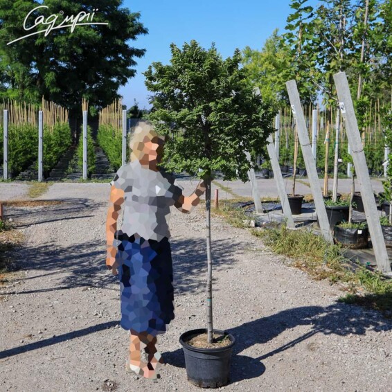 В'яз малий 'Jacqueline Hillier' - 2 В'яз малий 'Jacqueline Hillier' - 2