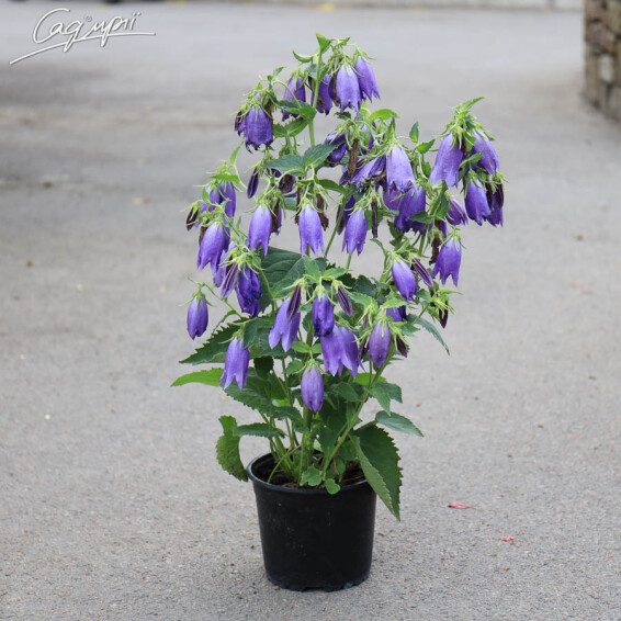 Дзвоник гібридний 'Sarastro', C2 - - 3