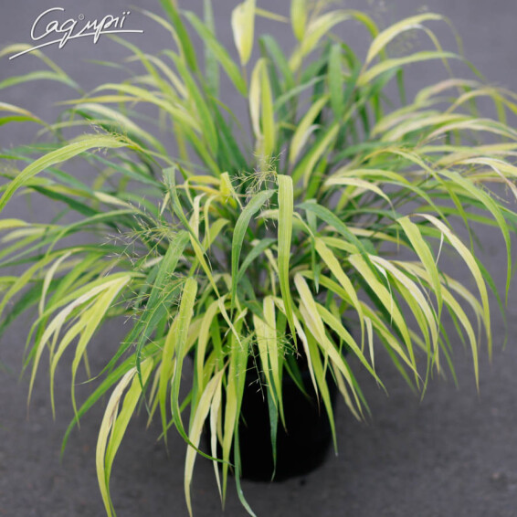 Хаконехлоя велика 'Nicolas' - 7