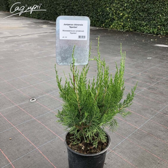 Можжевельник китайский 'Spartan' #1, C7 100-125 - 3