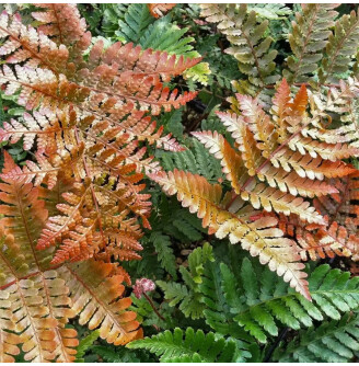 Щитник (папороть) червоносорусовий