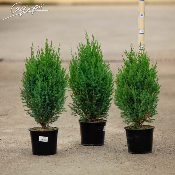 Можжевельник китайский 'Stricta' - 1