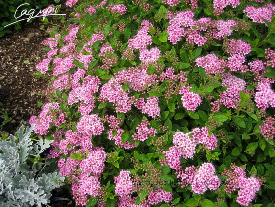 Спирея японская 'Little Princess', p9 - - 1 Спирея японская 'Little Princess', p9 - - 1