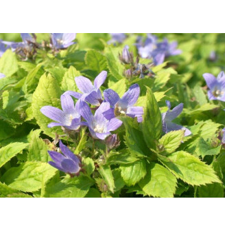 Дзвоник молочноквітковий 'Pouffe'