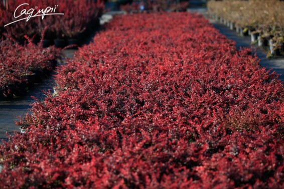 Барбарис Tунберга 'Atropurpurea Nana' - 3