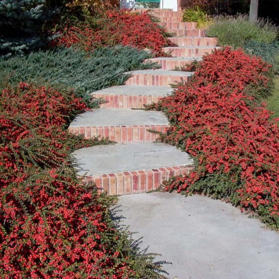 Кизильник горизонтальний - 7