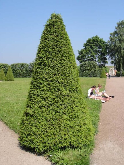 Туя западная 'Smaragd' #2, C3 - - - - 2