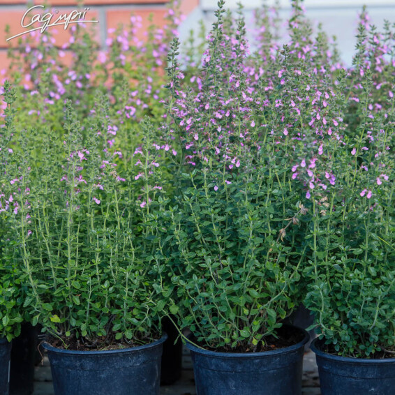 Дубровник світлий, p9 - - 5