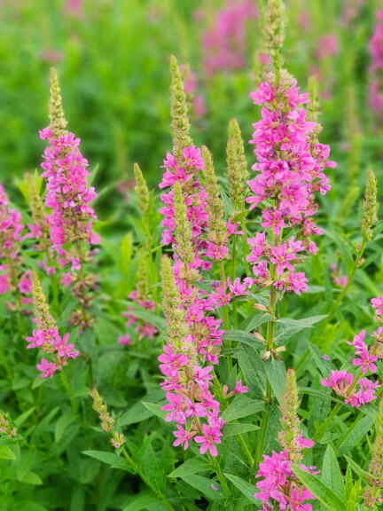 Плакун верболистий 'Robert' - 7 Плакун верболистий 'Robert' - 7