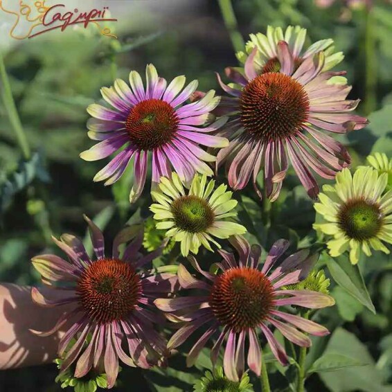 Ехінацея пурпурова 'Green Twister' ® - 1