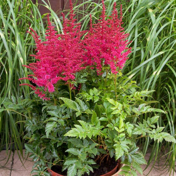 Астільба гібридна ‘Younique Carmine®’ (PBR) #1, ГК - - 1