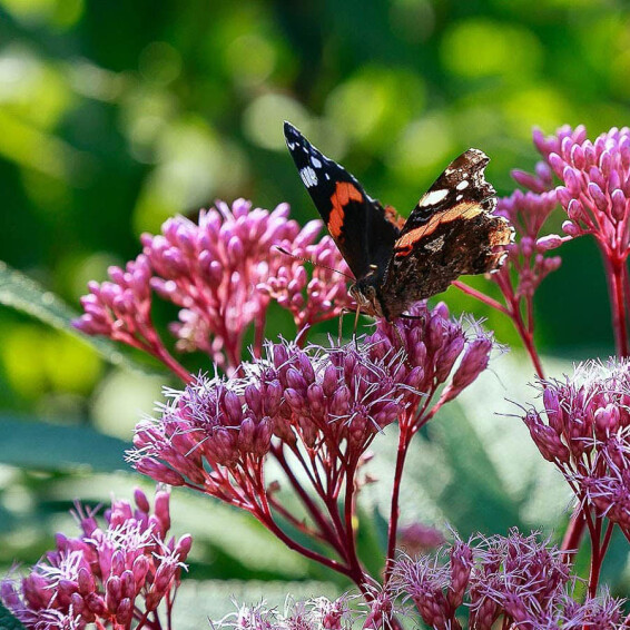 Сідач плямистий 'Baby Joe' - 3