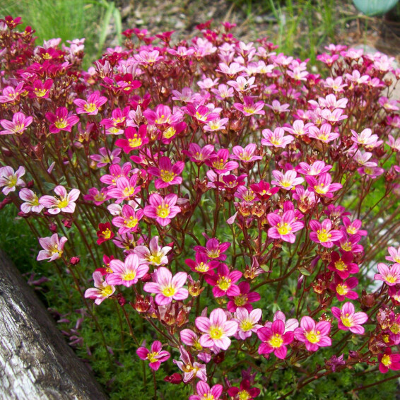 Ломикамінь Арендса 'Peter Pan' - 6 Ломикамінь Арендса 'Peter Pan' - 6