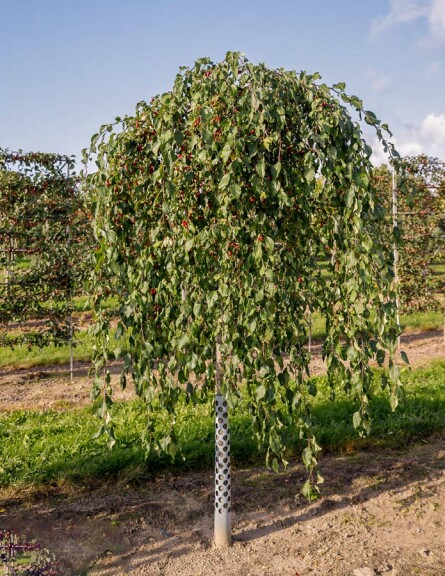 Яблуня 'Red Jade' - 7 Яблуня 'Red Jade' - 7