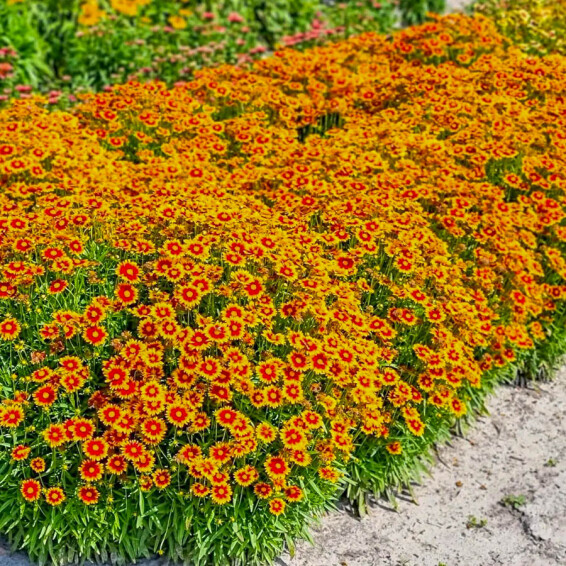 Кореопсіс великоквітковий ‘Solar Jewel®’ (PBR) - 3