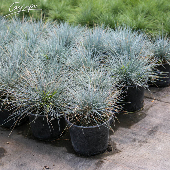 Овсяница пепельная 'Blauglut' - 5