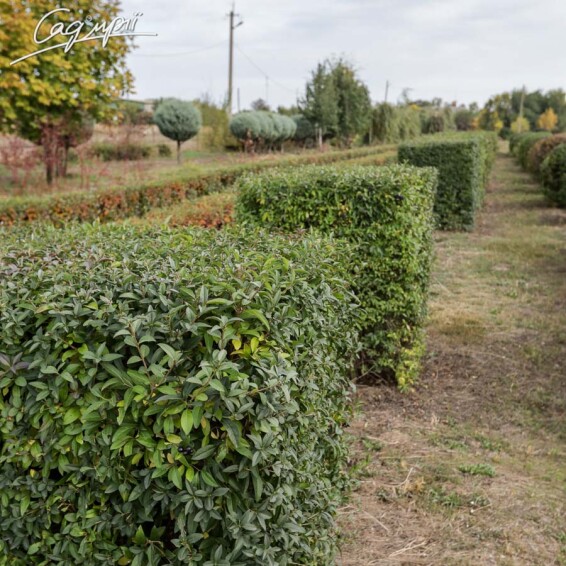 Бирючина обыкновенная 'Atrovirens', формов. шар - 12