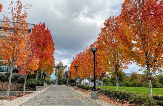 Груша Каллериана 'Redspire' - 1
