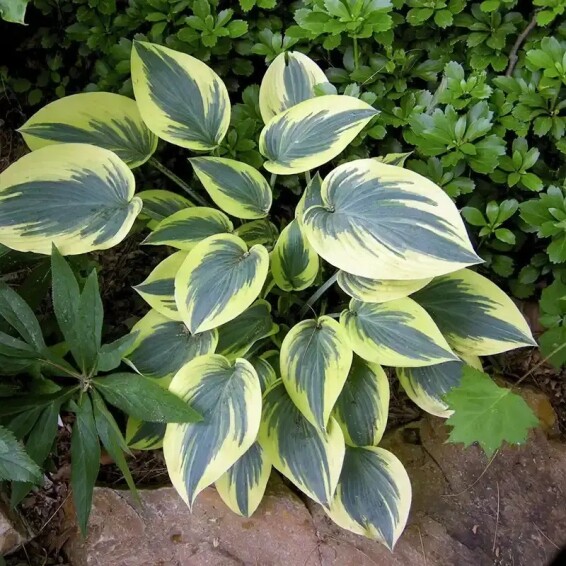 Хоста 'First Frost' #1, С2 - - 4