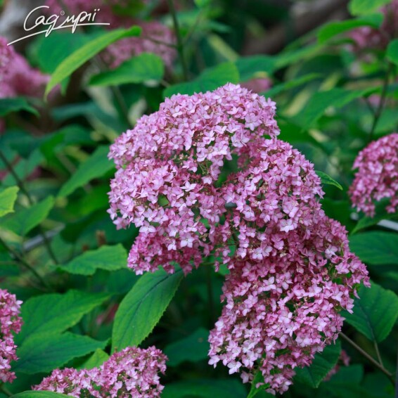 Гортензія деревовидна 'Pink Annabelle' - 3