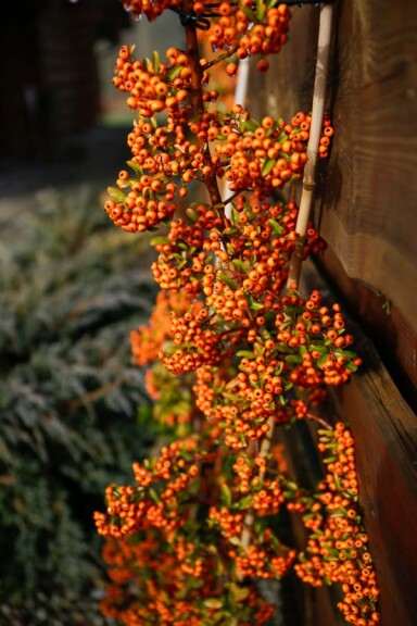 Піраканта 'Orange Charmer' - 2
