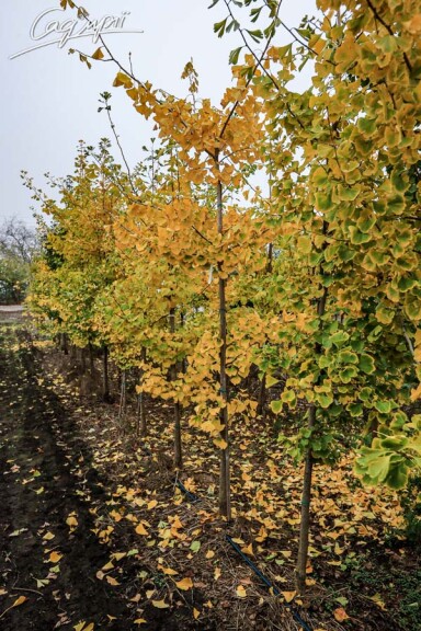 Гінкго білоба #1, С60 10--12 300-400 St. 150-175 - 2